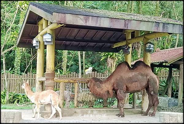 木柵動物園-1_011.jpg