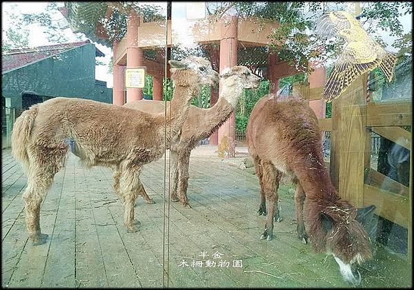 木柵動物園-1_014.jpg