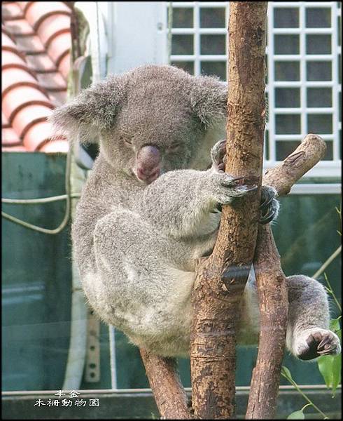 木柵動物園-2_050.3.jpg