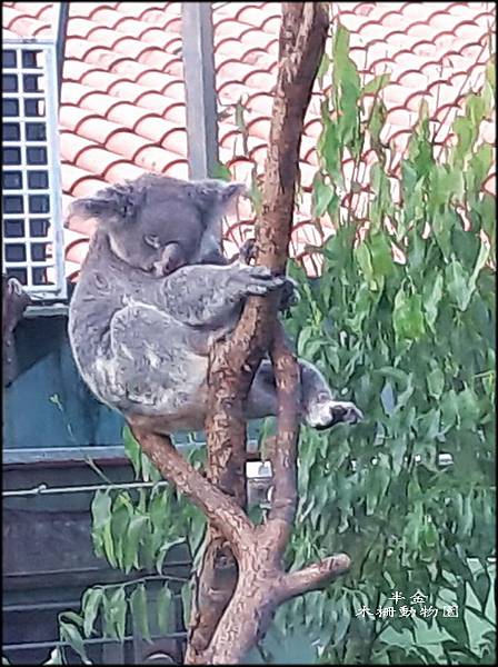 木柵動物園-2_050.jpg