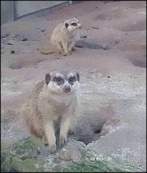 木柵動物園-2_062.jpg