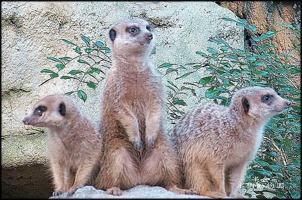 木柵動物園-2_063.2.jpg