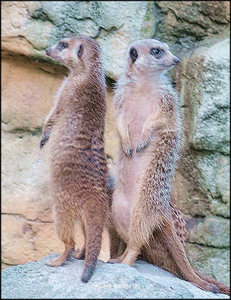 木柵動物園-2_063.6.jpg