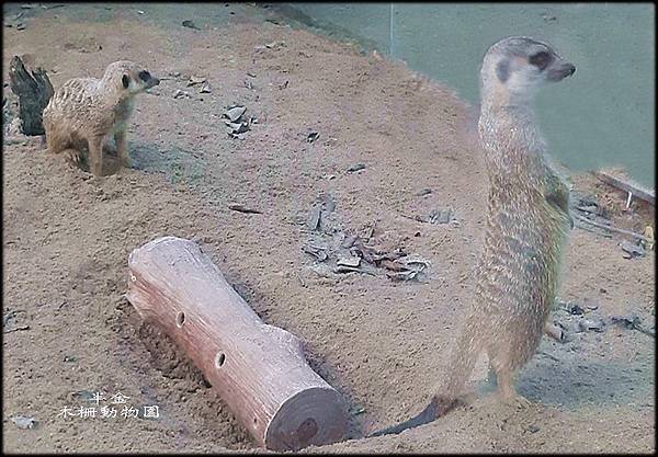 木柵動物園-2_064.jpg