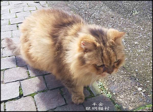 猴硐貓村-2_001.jpg