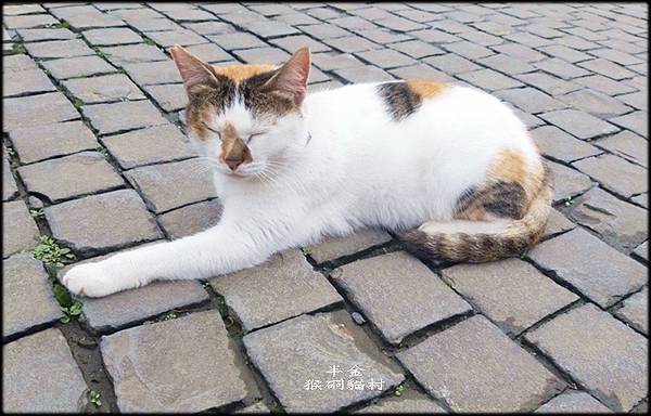 猴硐貓村-2_028.jpg