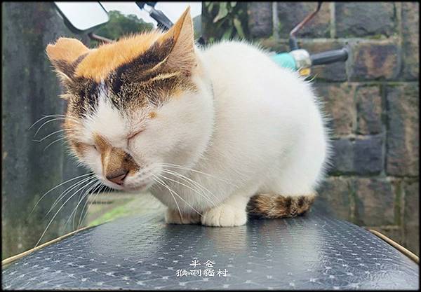 猴硐貓村_021.jpg