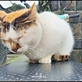 猴硐貓村_021.jpg