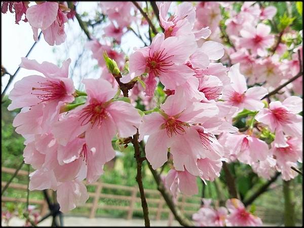 三芝櫻花水車公園_005.jpg