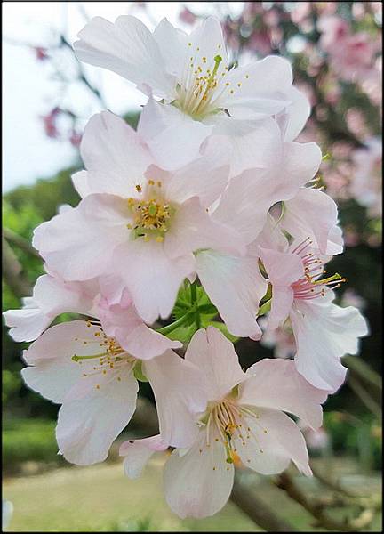 三芝櫻花水車公園_011.jpg