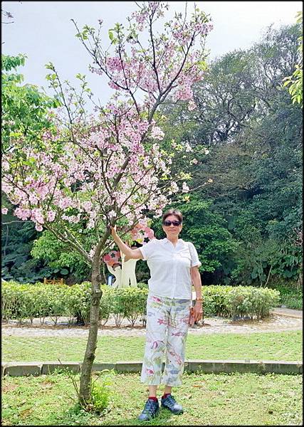 三芝櫻花水車公園_018.jpg