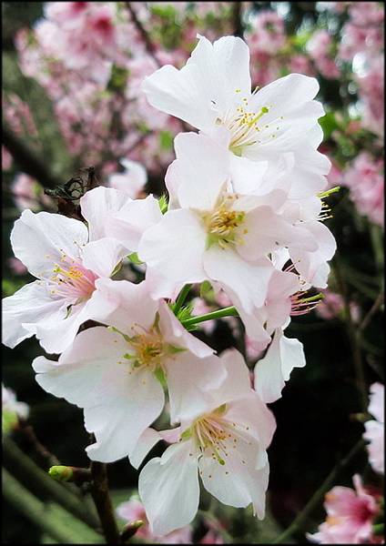 三芝櫻花水車公園_070.jpg