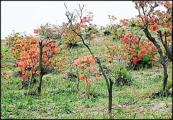 北海道七日遊-1_060.jpg