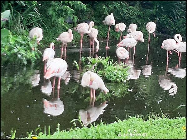 木柵動物園_004.jpg