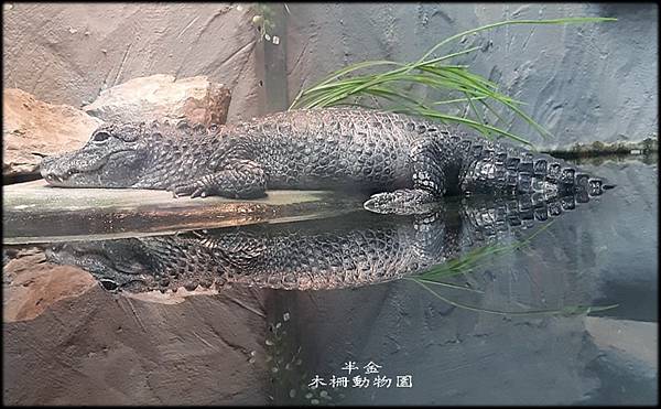 木柵動物園_020.jpg