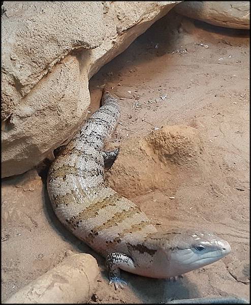 木柵動物園_023.jpg