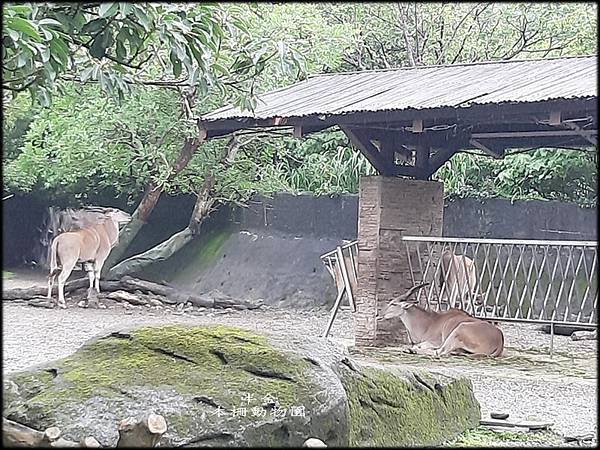 木柵動物園_042.jpg