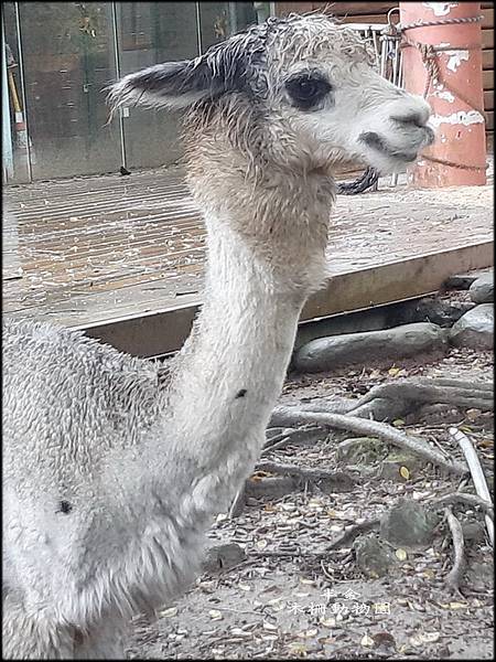 木柵動物園_051.jpg