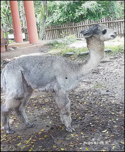 木柵動物園_053.jpg