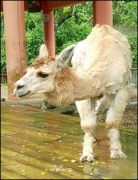 木柵動物園-1_010.jpg