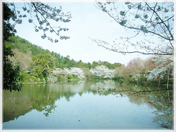 京都大阪羨櫻情_018.jpg