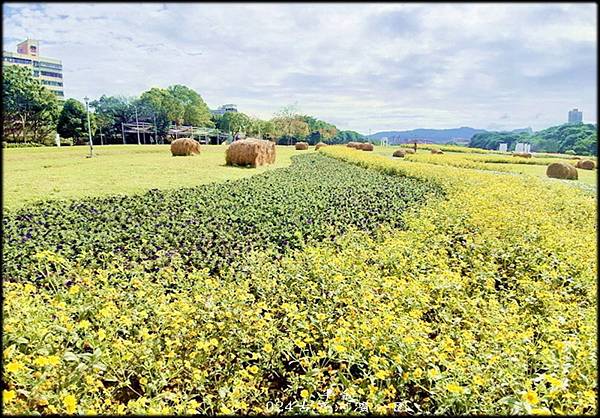 2024古亭河濱公園賞花_023.jpg