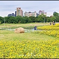 2024古亭河濱公園賞花_024.jpg