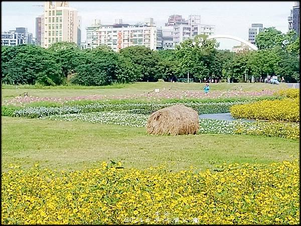 2024古亭河濱公園賞花-1_011.jpg