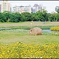 2024古亭河濱公園賞花-1_011.jpg