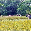 2024古亭河濱公園賞花-1_017.jpg