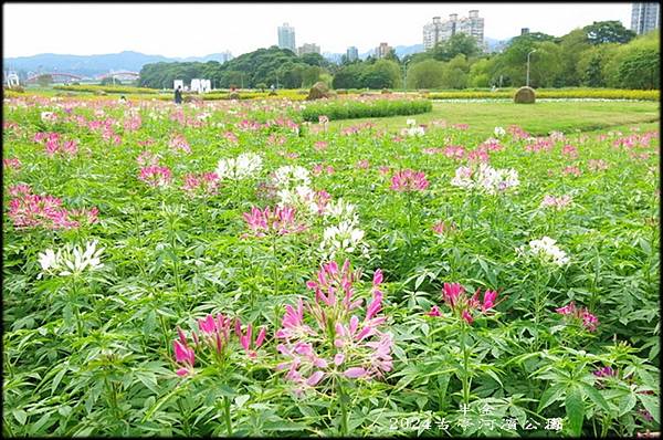 2024古亭河濱公園賞花-2_004.jpg