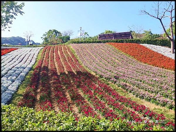 北投三層崎賞花_021.jpg