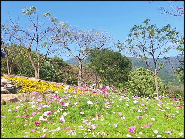 北投三層崎賞花_055.jpg