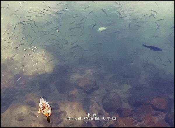 坪林北勢溪觀魚步道_058.jpg