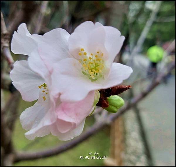 春天植物園_032.jpg