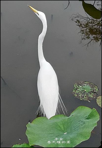 春天植物園_071.jpg