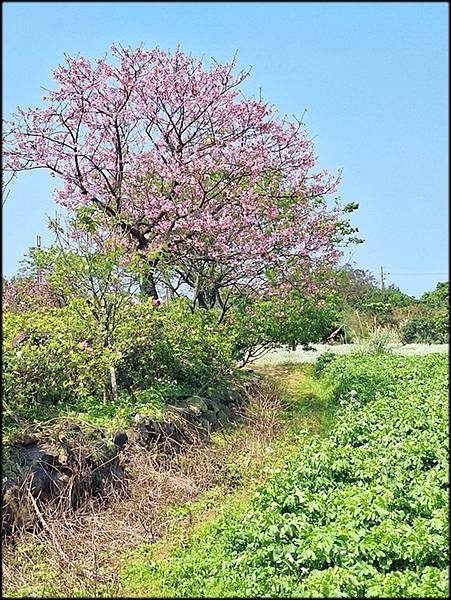 三生步道賞樓櫻_070.jpg