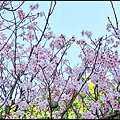 八連溪與櫻花公園_023.jpg