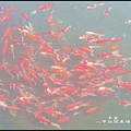 八甲休閒魚場_045.jpg