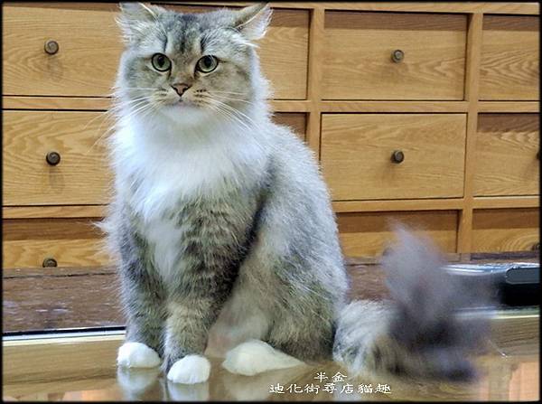 迪化街尋店貓趣_030.jpg