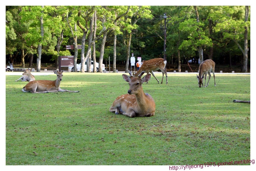 東大寺-打磕睡的鹿.jpg