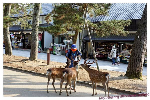 東大寺-搶食鹿餅.jpg