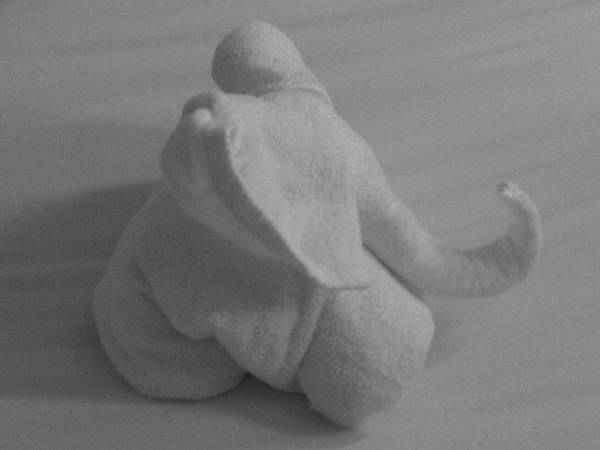 毛巾大象.jpg