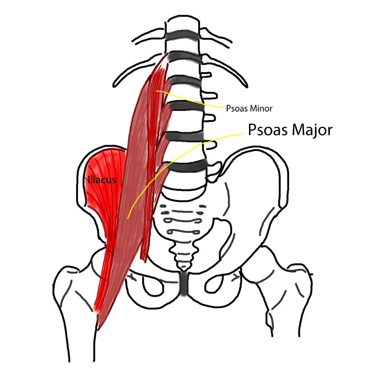 psoas-11-770x791