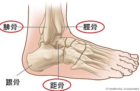 左脚踝骨骼结构图 搜狗图片搜索