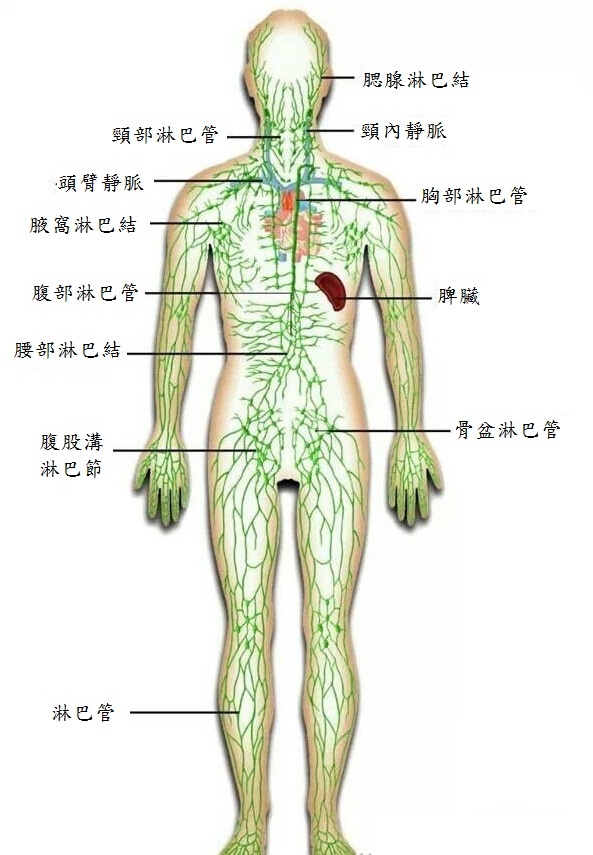 淋巴系統