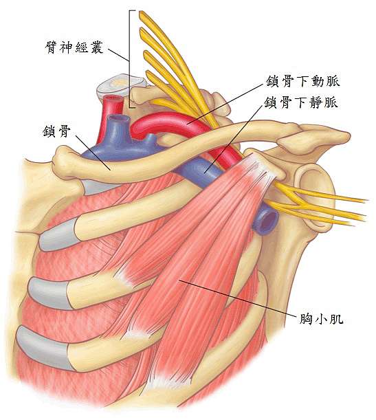 保健教室 胸廓出口症候群 澄宇物理治療所 原台中學善 痞客邦 保健教室 胸廓出口症候群 澄宇物理治療所 原台中學善 痞客邦
