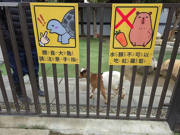 【新竹｜香山】新竹景點｜親子景點｜動物農場｜小型動物園｜狐蒙