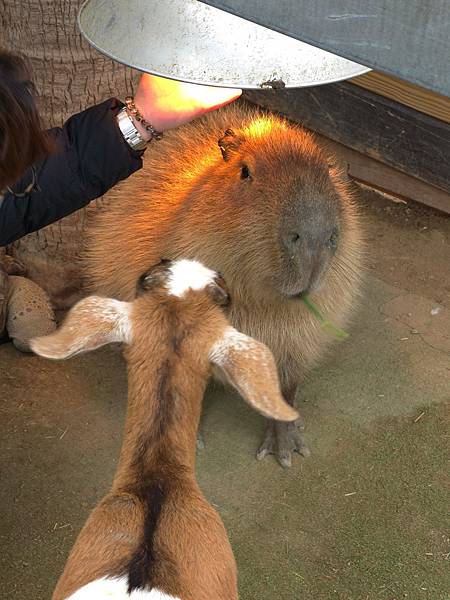 【新竹｜香山】新竹景點｜親子景點｜動物農場｜小型動物園｜狐蒙