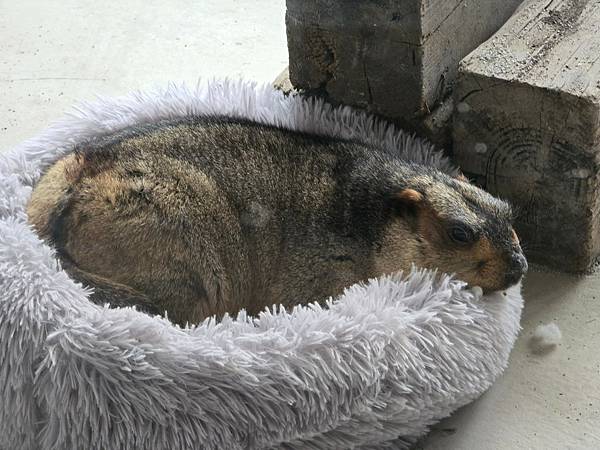 【新竹｜香山】新竹景點｜親子景點｜動物農場｜小型動物園｜狐蒙